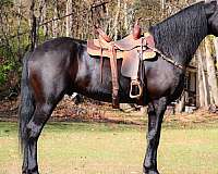 black-none-horse