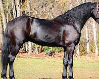 friesian-sport-horse