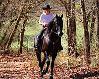 trail-friesian-horse