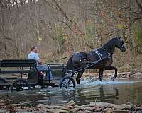 drive-friesian-horse