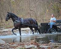 ride-friesian-horse