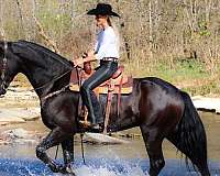 all-around-friesian-horse