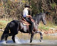 athletic-friesian-horse