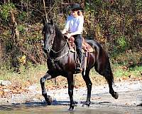 beginner-friesian-horse