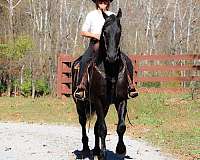 experienced-friesian-horse