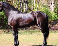 husband-safe-friesian-horse