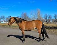 barrel-pattern-gelding