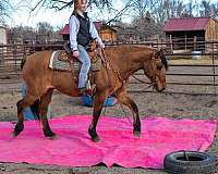 ranch-quarter-horse