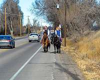 neck-reining-quarter-horse