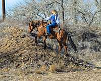 ropes-quarter-horse