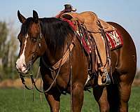 bay-apha-aqha-gelding-stallion