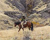 apha-aqha-gelding-stallion