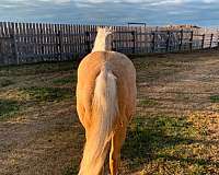 palomino-he-has-two-stocking-one-sock-a-stripe-on-his-face-horse