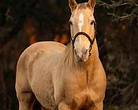 quarter-horse