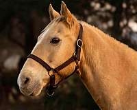 beginner-safe-quarter-horse