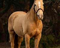 ranch-work-quarter-horse