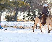 trail-quarter-horse