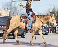 ranch-quarter-horse