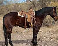 quarter-horse