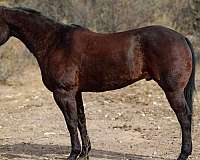 beginner-safe-quarter-horse