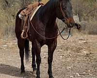 ranch-work-quarter-horse