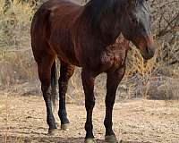 trail-quarter-horse