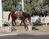 experienced-quarter-horse