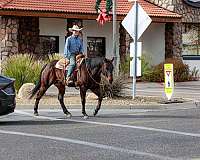 ranch-quarter-horse