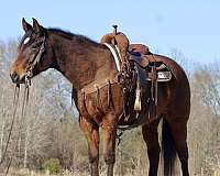 quarter-horse