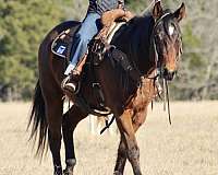 ranch-work-quarter-horse