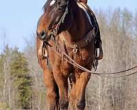 trail-quarter-horse