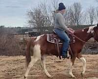 available-quarter-horse