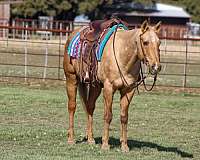 palomino-star-horse