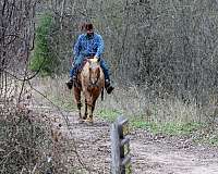 palomino-quarter-horse