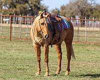 trail-quarter-horse