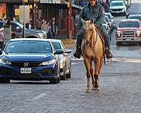 husband-safe-quarter-horse