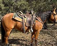 ranch-work-quarter-horse