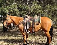 beginner-safe-quarter-horse