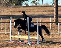 chrome-welsh-pony