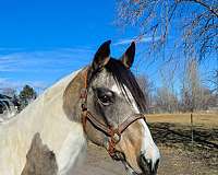 beginner-safe-quarter-horse