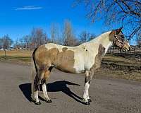 ranch-work-quarter-horse