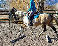 all-around-quarter-horse