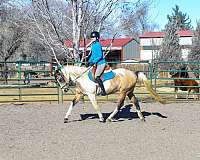 athletic-quarter-horse