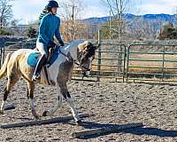 beginner-quarter-horse