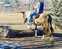 flashy-quarter-horse