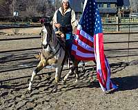 jumping-quarter-horse