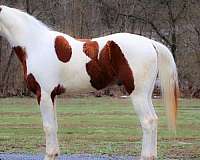 ranch-work-quarter-horse