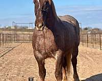 red-roan-star-horse