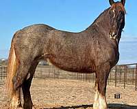 ranch-work-quarter-horse