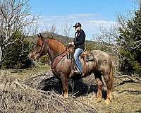 trail-quarter-horse